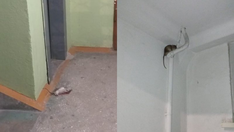 Полчища крыс атакуют подъезды в Дзержинском районе