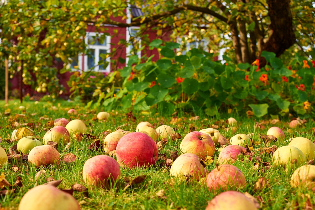 Не выкидывайте опавшие яблоки: они очень пригодятся на огороде