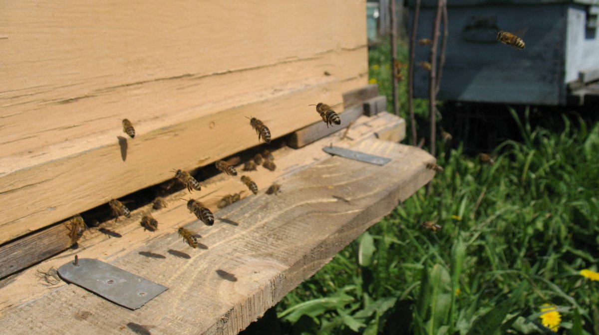 «Заразу занесло к нам ветром»: на 103 пасеках за лето погибли пчелы в Новосибирской области