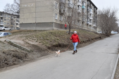 Правила выгула собак утвердят в Новосибирской области  