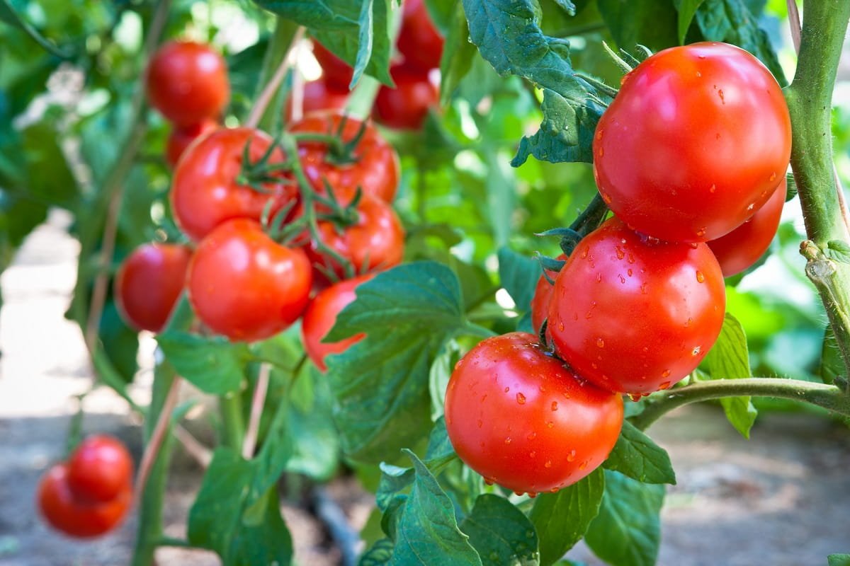 Как сохранить помидоры свежими до февраля