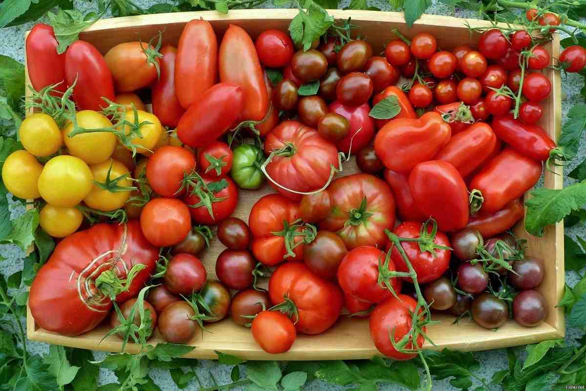 Подборка томатов на новый сезон