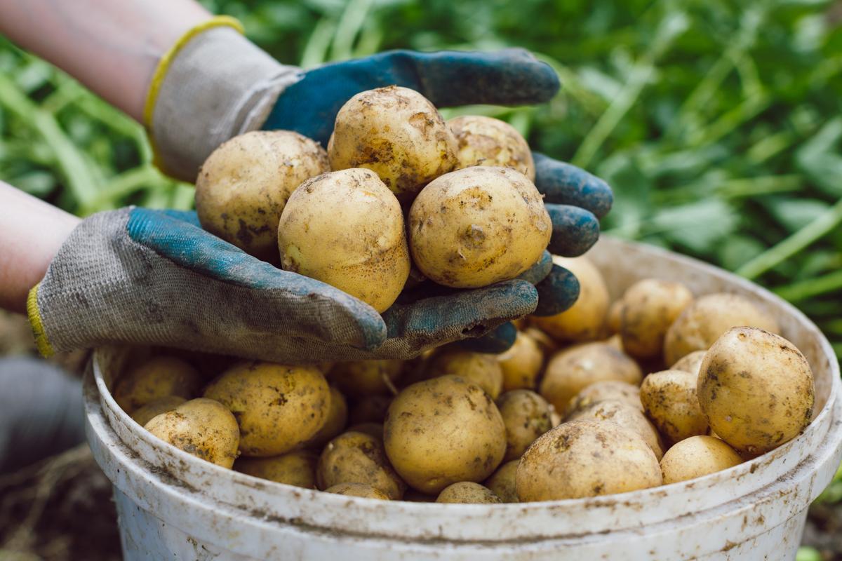 Как обновить сорт картофеля на будущий год