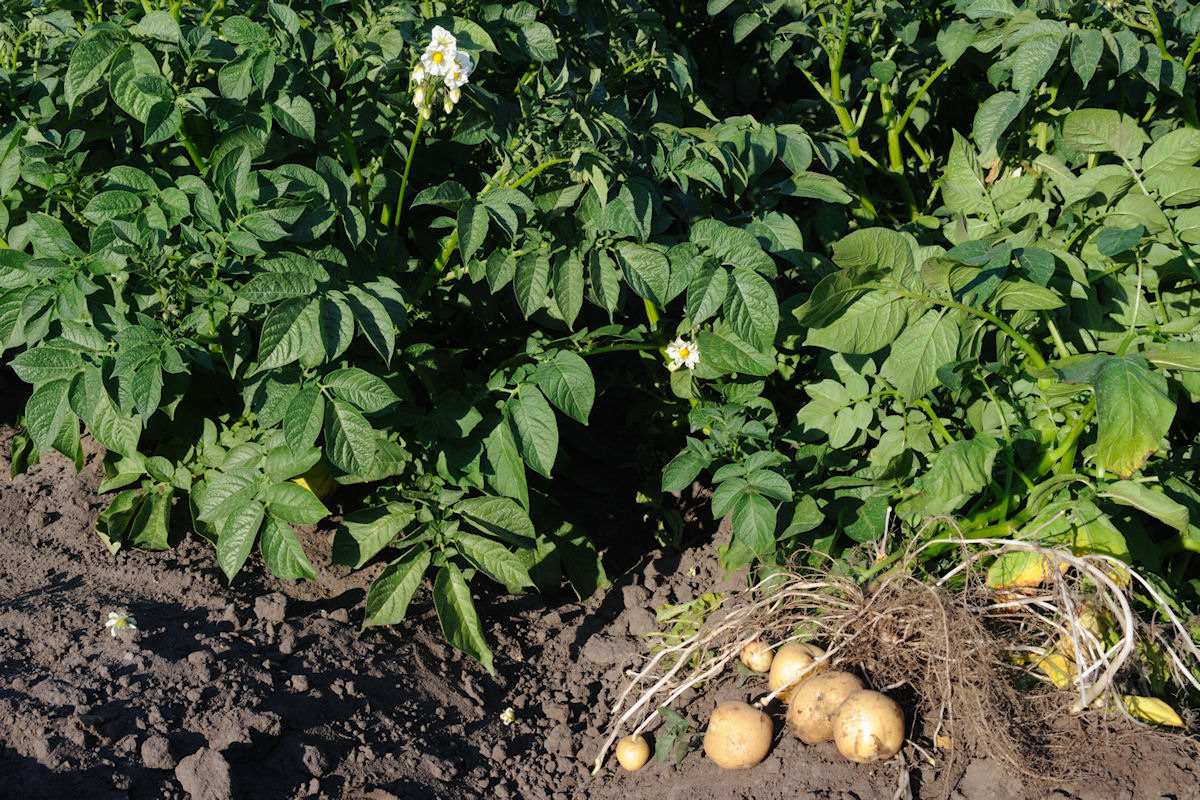 Как использовать ботву томатов и картофеля после сбора урожая