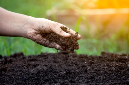Новый ОПАСНЫЙ тренд в интернете – «обеззараживание почвы» после ТОМАТОВ