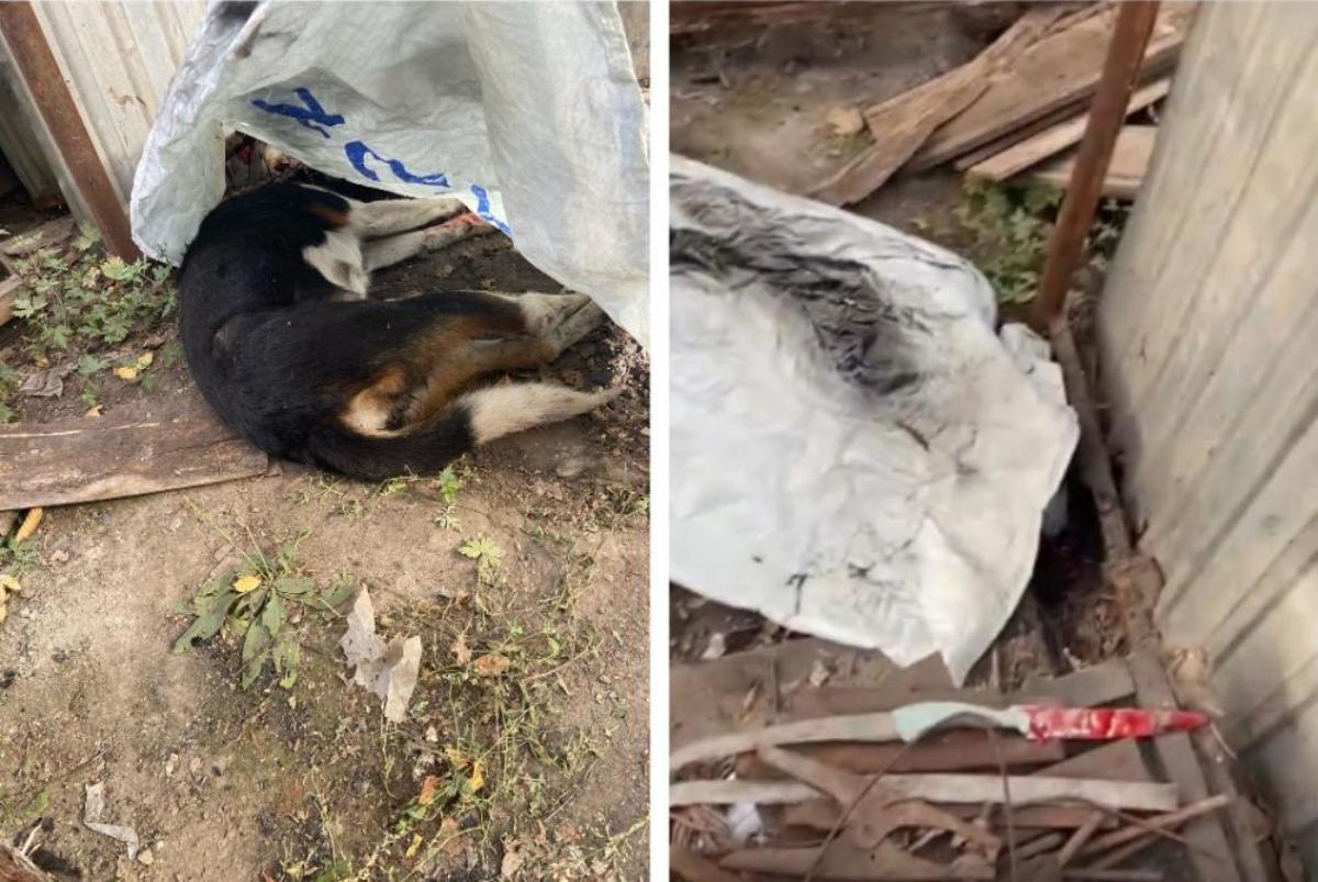 Слышали визг и лай: бердчане обвиняют соседа в жестоком убийстве собаки
