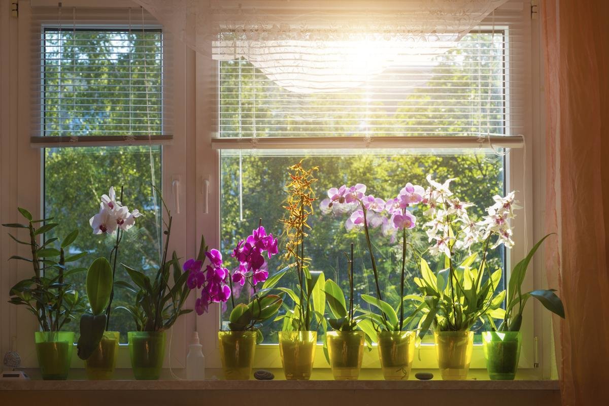 Как реанимировать орхидею, купленную в цветочном магазине