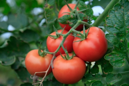 Ем свои помидоры почти до зимы: научилась правильно их выбирать и хранить