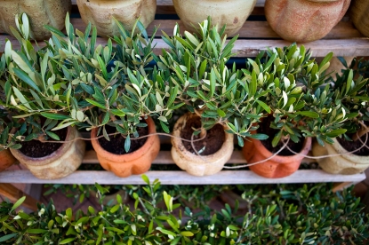 Как вырастить дома оливковое дерево