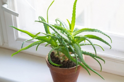 Зеленые лекари дома: какие растения полезно выращивать в своей квартире
