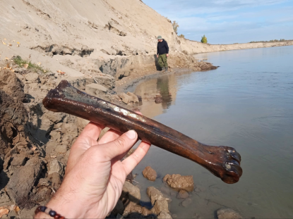 «Вес косточки килограммов восемь»: кладбище вымерших животных нашли на берегу Оби