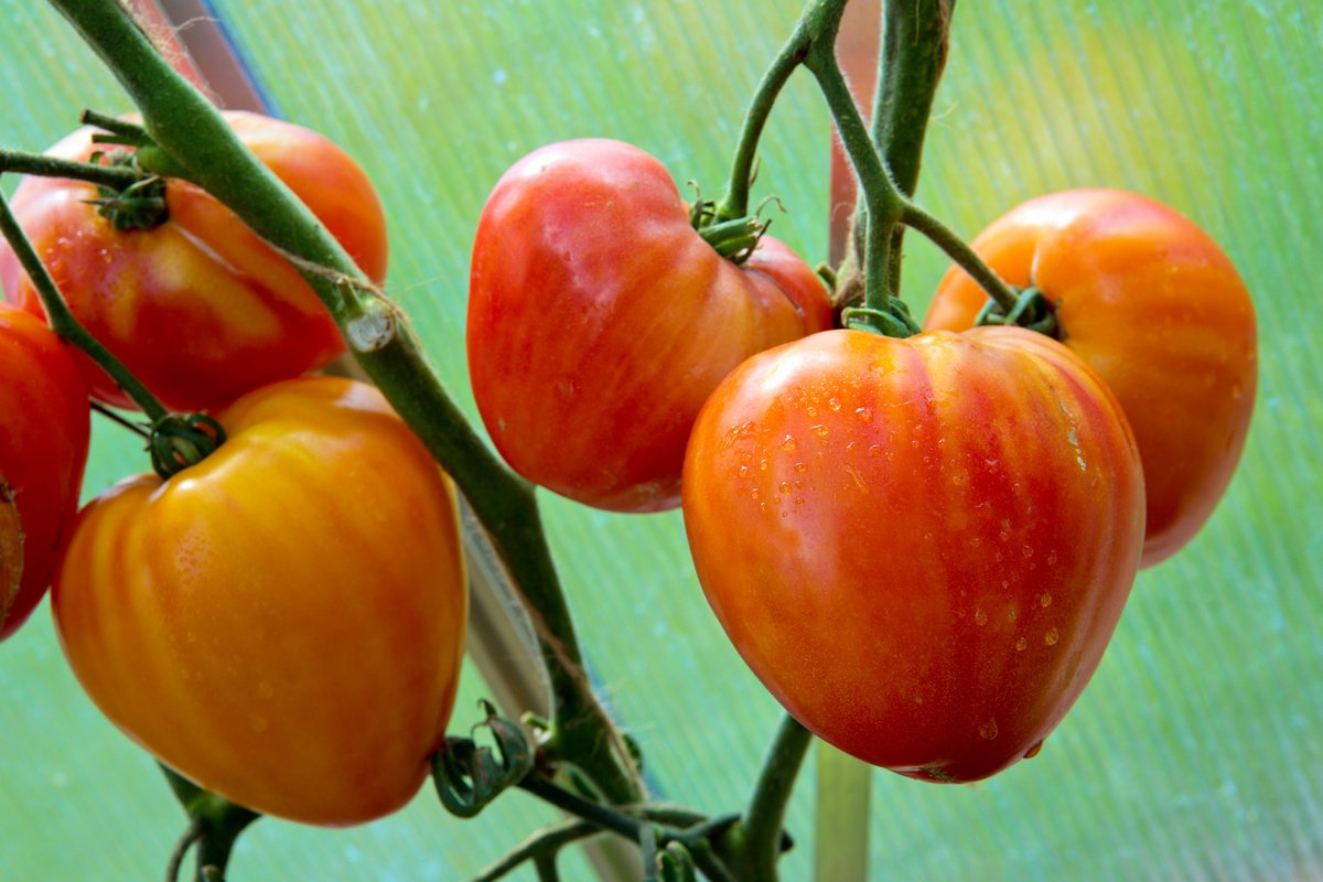 Шестерка самых мясистых, «арбузных» томатов: подбираем сорта на будущий сезон