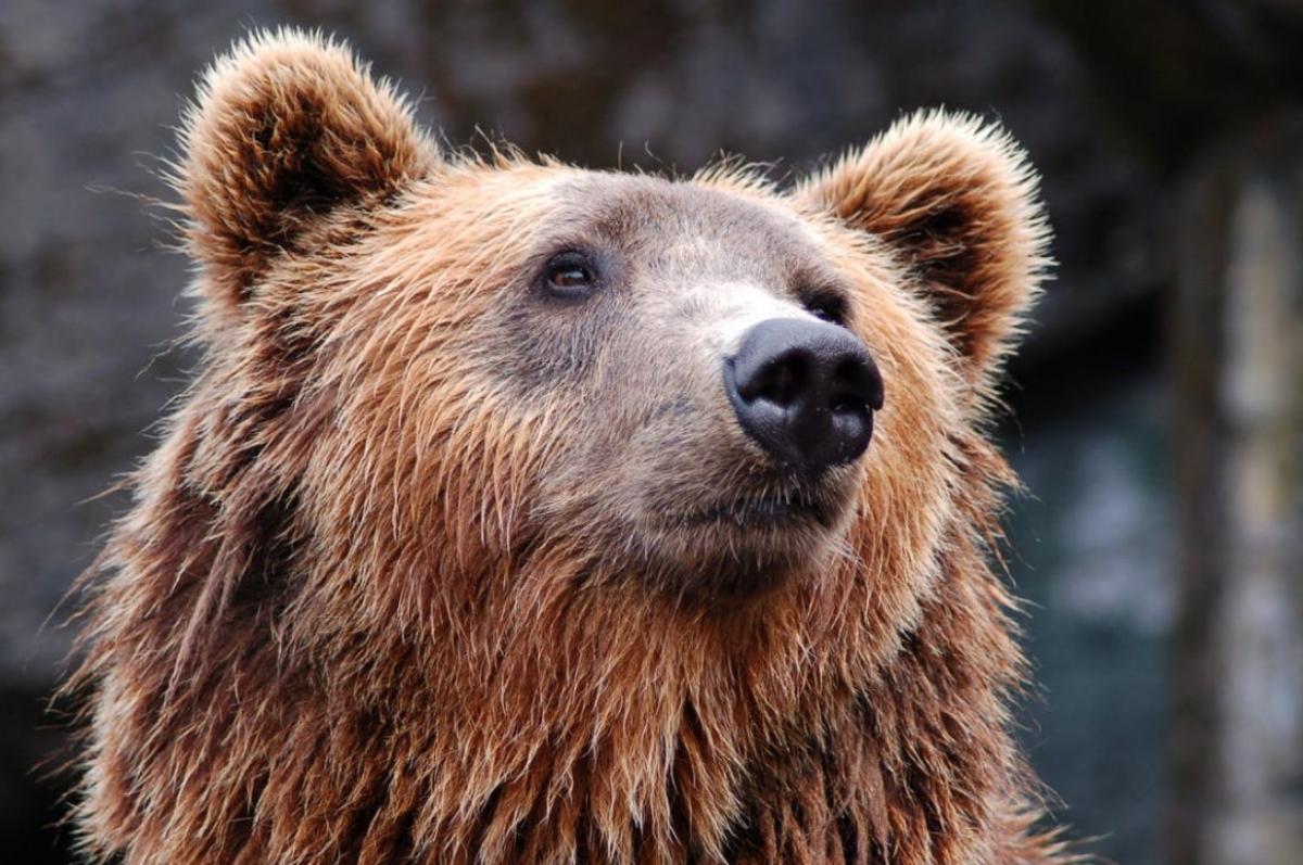 Медведя разрешили застрелить около села Пихтовка