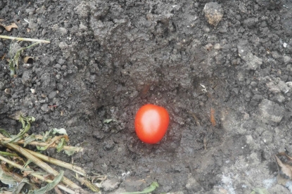 Что нужно знать о посадке томатов под зиму