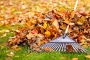 Еще в октябре можно заполучить бесплатное органическое удобрение - опавшие листья