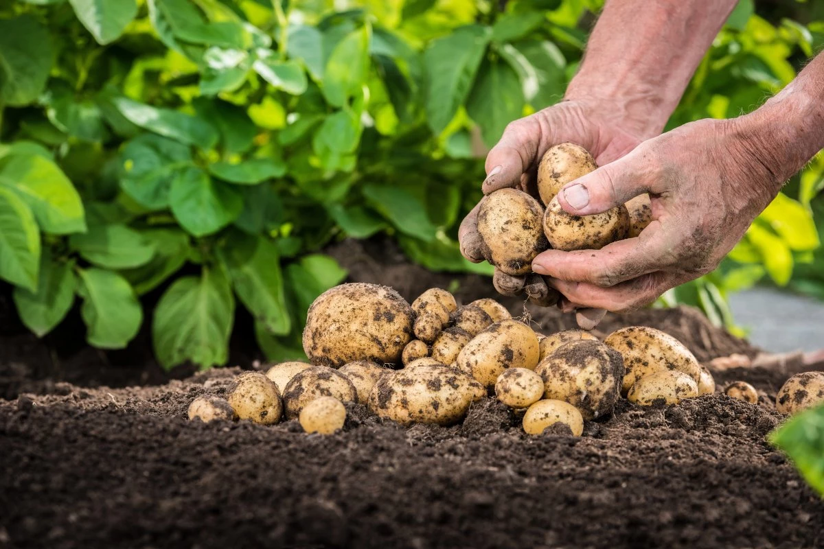 ТОП-5 лучших сортов картофеля по итогам 2022 года по мнению российскихогородников