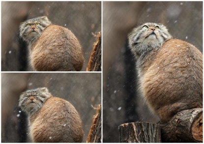 Реакцию манула Пепе на снег показали в новосибирском зоопарке