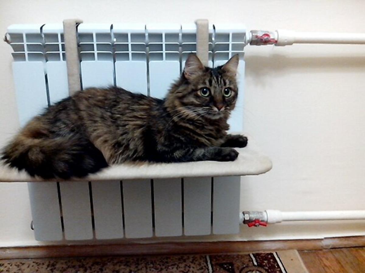 «Даже у кота уши холодные»: жители Академгородка пожаловались на отопление квартир