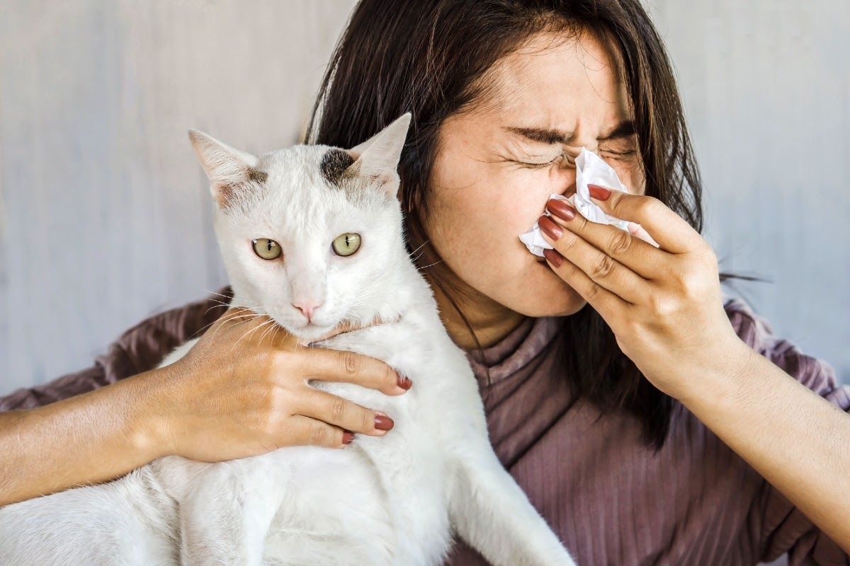 Аллергия на кошек: как ужиться с любимой Муркой, если на нее даже смотреть больно
