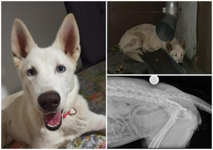 Притворились, что везут в клинику: новосибирцы выбросили сбитого щенка хаски с тяжелым переломом