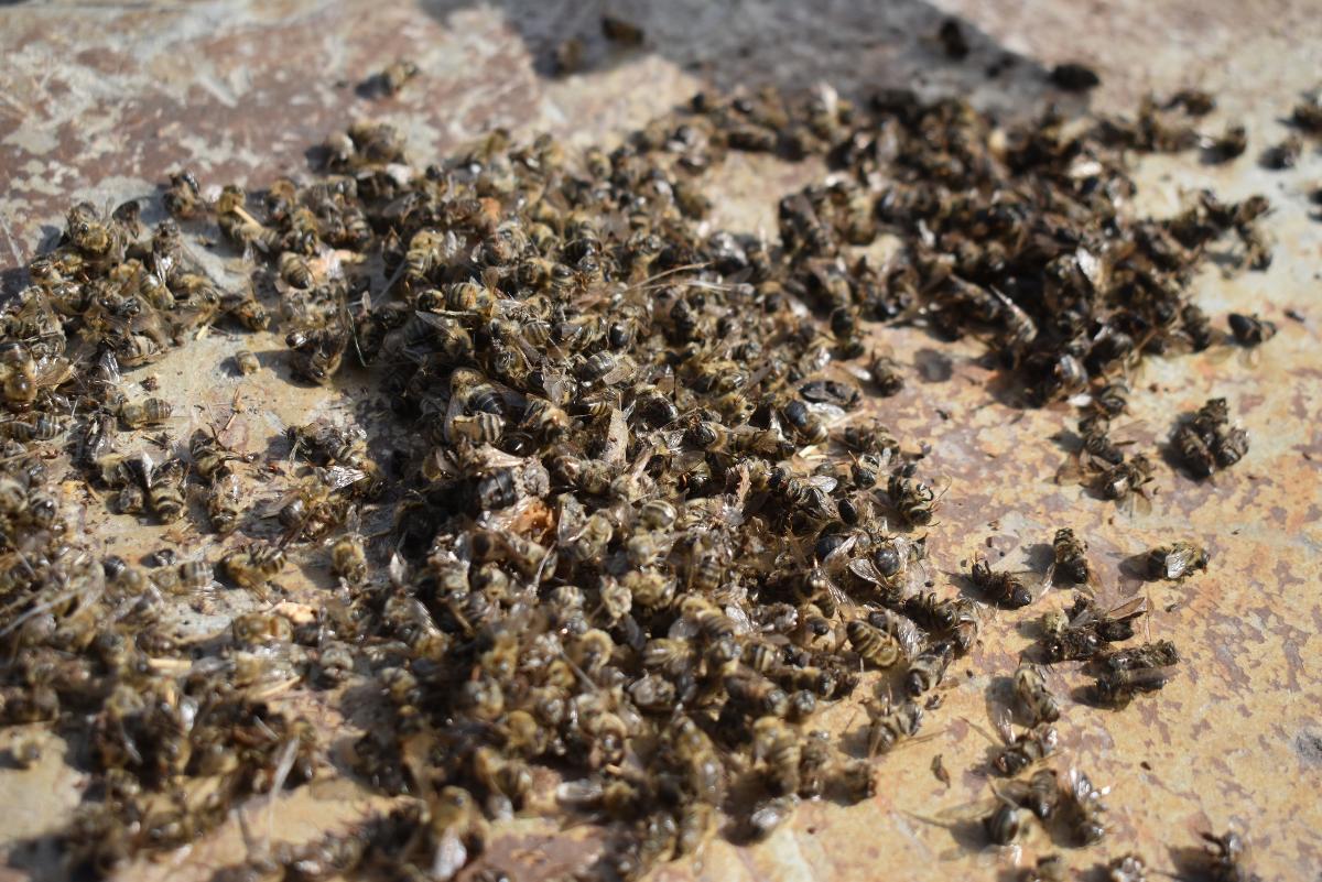 За массовую гибель пчел еще двум агрокомпаниям назначили штрафы по 2000 рублей