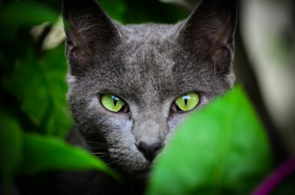 Остерегайтесь долго смотреть кошке в глаза: привлечете нечисть