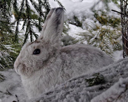 В резиденцию Деда Мороза отправили зайцев–беляков из новосибирского зоопарка