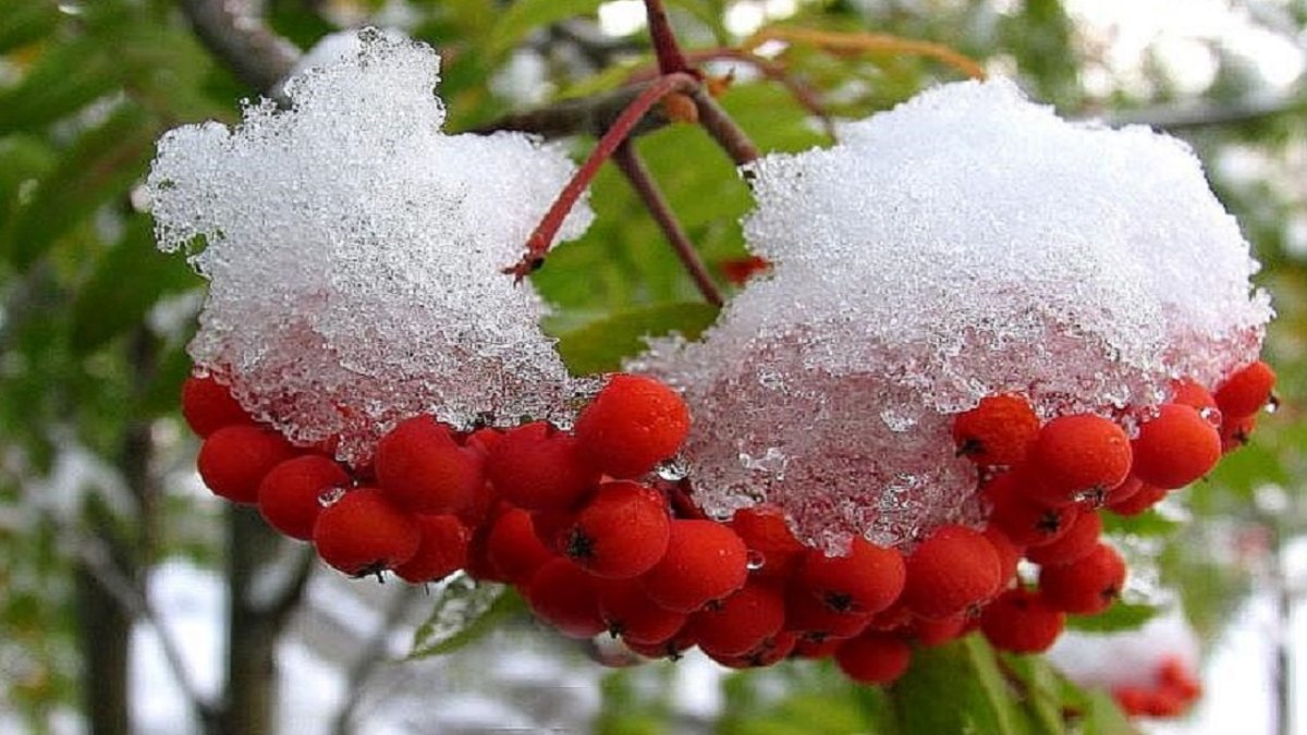Калина красная: самое время заготовить кладезь витаминов на зиму