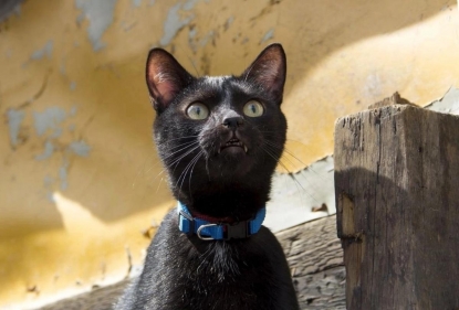 Граф Котякула: замок с летучими мышами ищет черный кот, похожий на вампира