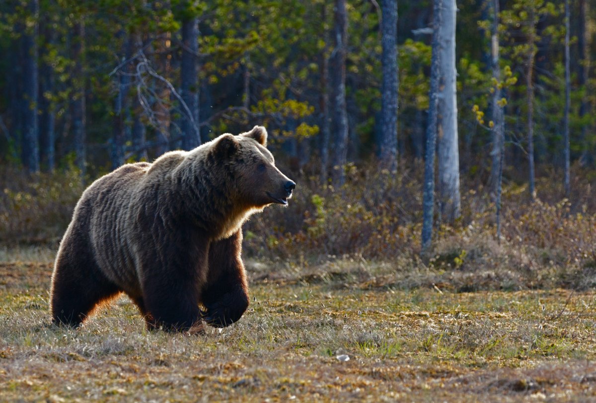 Семья из Новосибирска во время прогулки с собакой встретила огромного медведя