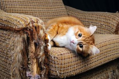 Моя кошка больше не дерет диван: как сделать идеальную когтеточку за 0 рублей 