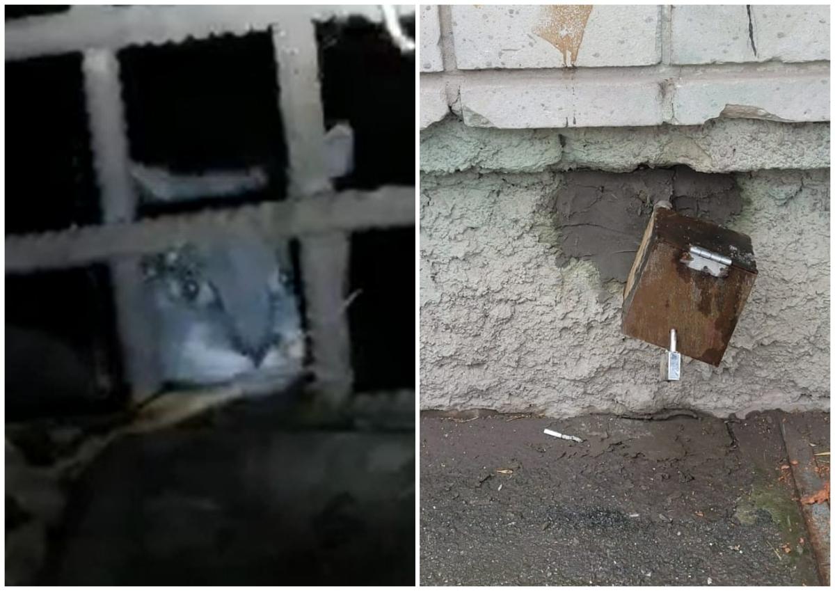 Две мордочки торчат: в Новосибирске забетонировали окна подвала с живыми кошками внутри