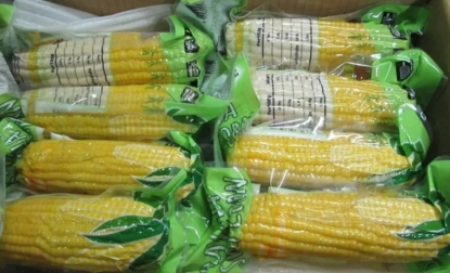 Смертельно опасная кукуруза с ботулизмом была завезена из Новосибирской области