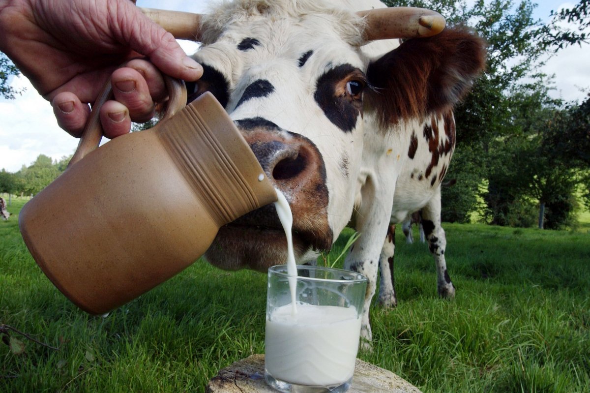 Молоко - пища, приготовленная самой природой: что необходимо знать об этом продукте