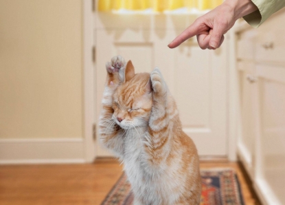 Дерет обои и смотрит в глаза: как отучить кошку от вредных привычек