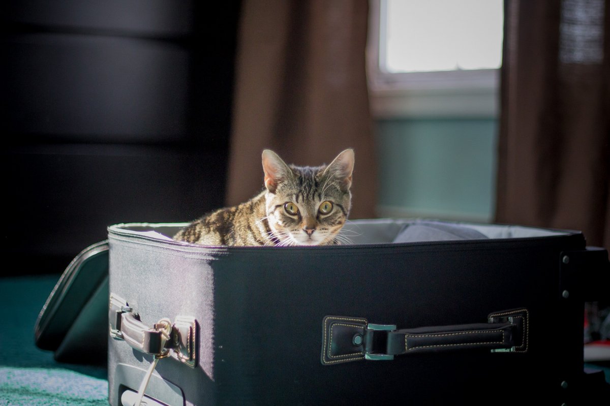 Поведение кошек при переезде на новое место жительства: как помочь четвероногому адаптироваться