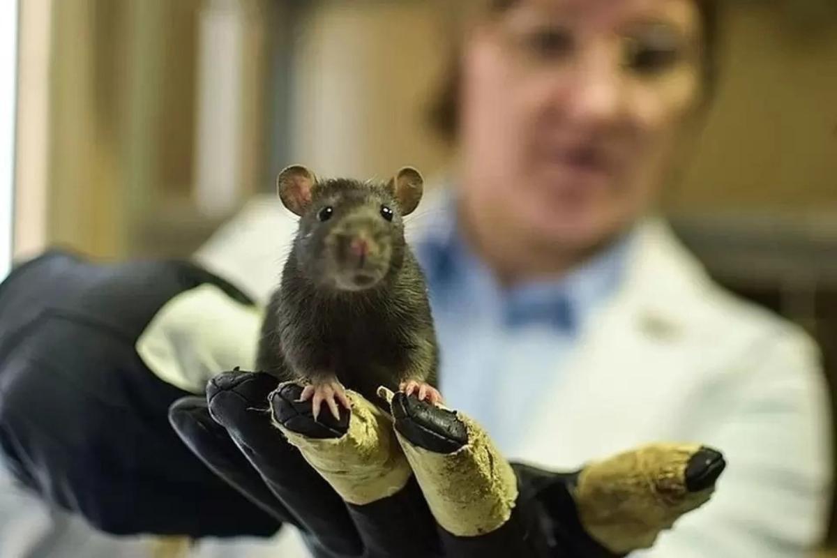 Ученые вывели болеющих COVID-19 мышей – на них будут испытывать методы лечения