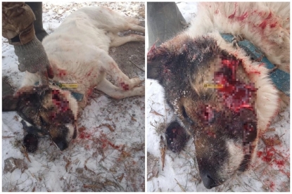 «Собака съехала с катушек»: замдиректора ипподрома застрелил пса на самовыгуле