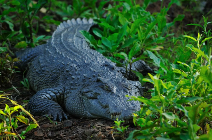 Таможня дает крокодила – изъятое у туристов подарили музею
