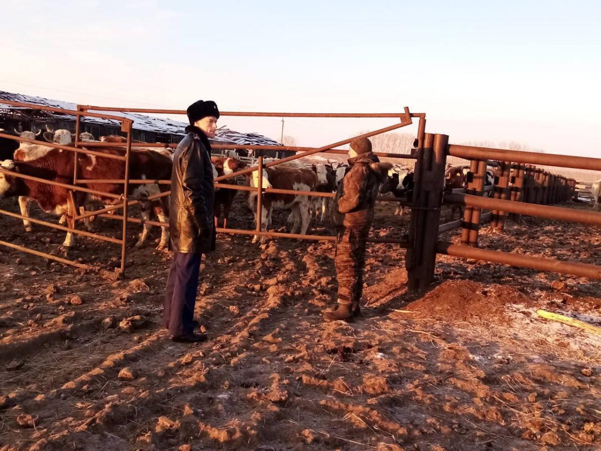 Дело о жестоком обращении с коровами возбудили в Новосибирской области