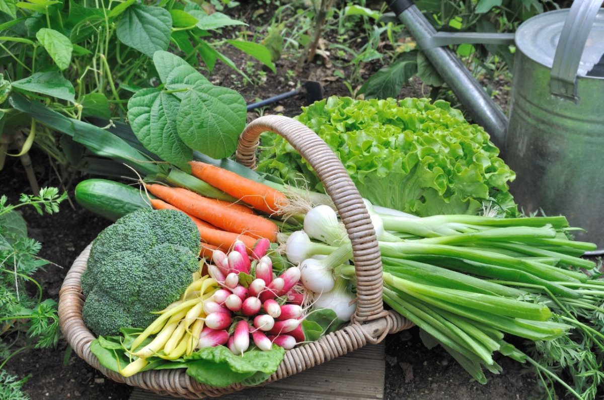 Растения и овощи, обладающие целебными свойствами
