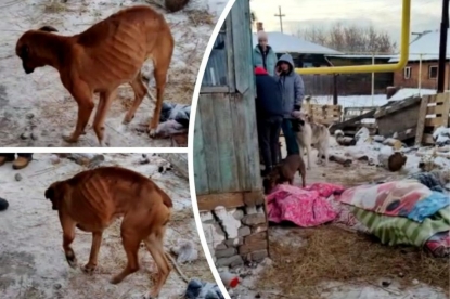 Мертвая лошадь, голодные собаки и испуганные дети: что нашли волонтеры во дворе  «адского дома» на Первомайке