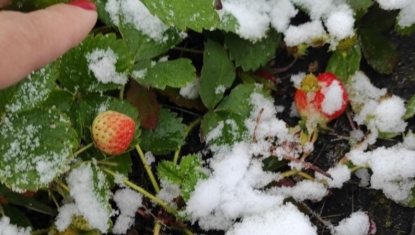 Садоводы бьют тревогу: бесснежный декабрь в Сибири убивает клубнику