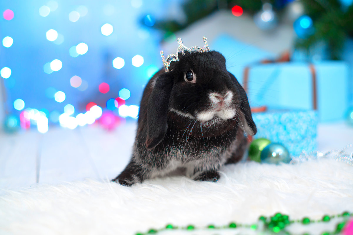 Как задобрить хозяина года - Черного Кролика: готовьтесь к новогодней ночи правильно