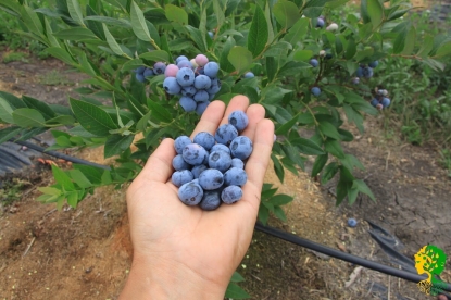 Голубика — как посадить, чтобы собрать вкусные плоды