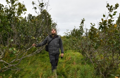 Кустарники и трава захватывают вечную мерзлоту в Арктике: чем это грозит человечеству
