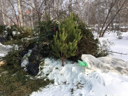 Пункты сбора новогодних елок для утилизации открылись 9 января в Новосибирске 