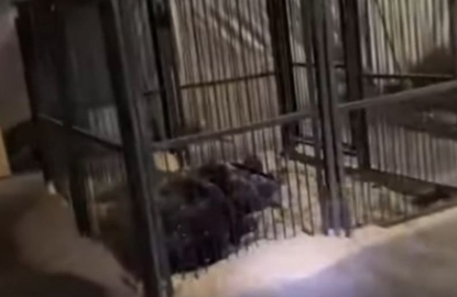 На окраине Новосибирска нашли брошенных в клетках цирковых медведей 