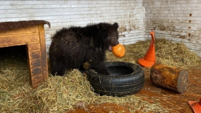 Реабилитационный центр для диких зверей планируют создать в Новосибирской области