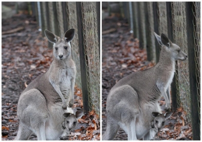 Два по цене одного: в зоопарк приехала самка кенгуру и внезапно родила детеныша